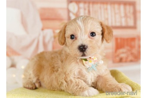 成約済の神奈川県のマルプー:マルチーズ×トイプードル-248310の5枚目