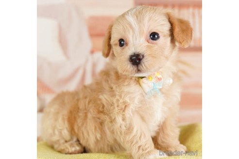 成約済の神奈川県のマルプー:マルチーズ×トイプードル-248310