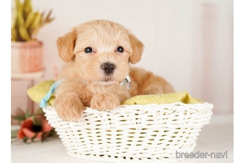 成約済の神奈川県のマルプー:マルチーズ×トイプードル-248314の5枚目