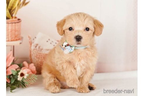 成約済の神奈川県のマルプー:マルチーズ×トイプードル-248314の2枚目