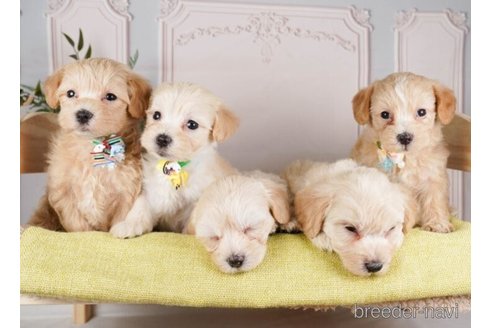 成約済の神奈川県のマルプー:マルチーズ×トイプードル-248314の4枚目