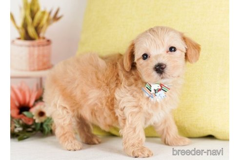 成約済の神奈川県のマルプー:マルチーズ×トイプードル-248314の3枚目