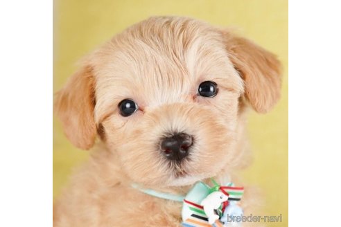 成約済の神奈川県のマルプー:マルチーズ×トイプードル-248314の1枚目