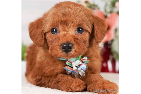 成約済の神奈川県のトイプードル-248319の1枚目