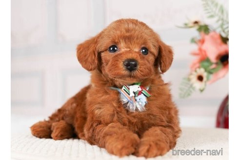 成約済の神奈川県のトイプードル-248319の3枚目