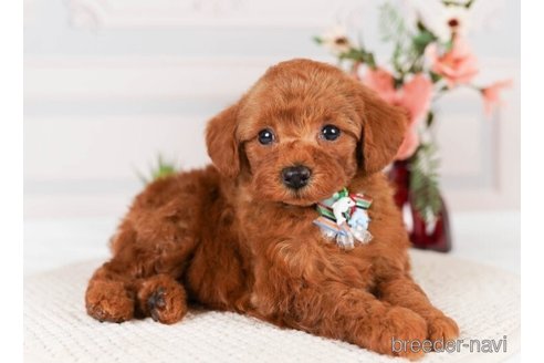 成約済の神奈川県のトイプードル-248319の4枚目