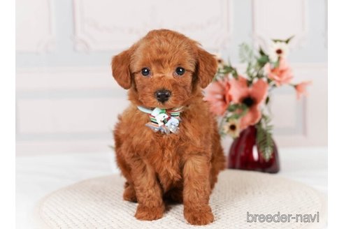 成約済の神奈川県のトイプードル-248319の5枚目