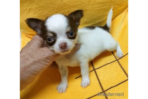 成約済の岐阜県のチワワ(ロングコート)-248325の1枚目
