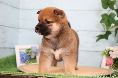 成約済の埼玉県の柴犬-246498の1枚目