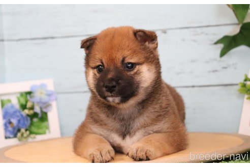 成約済の埼玉県の柴犬-246498の8枚目