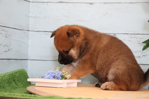 成約済の埼玉県の柴犬-246498の6枚目