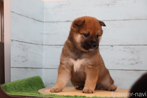 成約済の埼玉県の柴犬-246498の5枚目