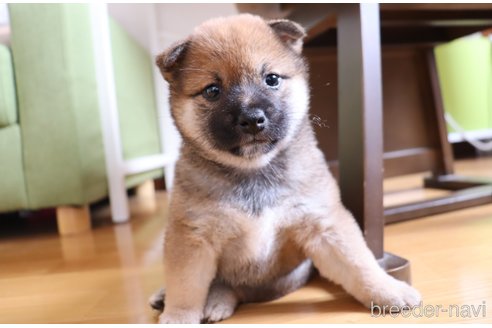 成約済の埼玉県の柴犬-246498の3枚目