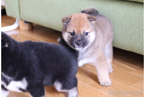 成約済の埼玉県の柴犬-246498の2枚目