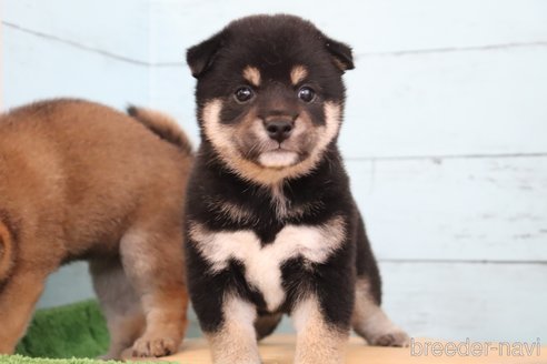 成約済の埼玉県の柴犬-248340