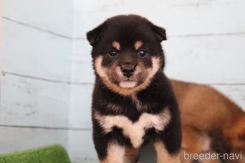 成約済の埼玉県の柴犬-248340の4枚目