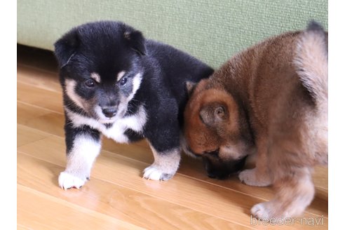 成約済の埼玉県の柴犬-248340の2枚目