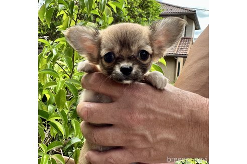 成約済の広島県のチワワ(ロングコート)-248163の1枚目