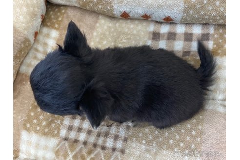 成約済の香川県のチワワ(ロングコート)-248403の2枚目