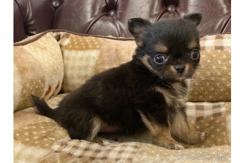 成約済の香川県のチワワ(ロングコート)-248403の3枚目