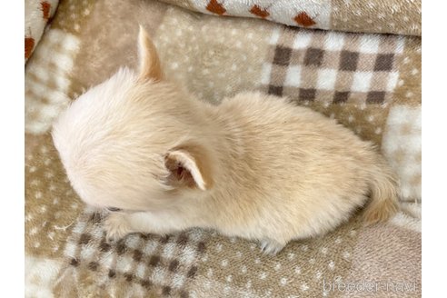 成約済の香川県のチワワ(ロングコート)-248404の2枚目