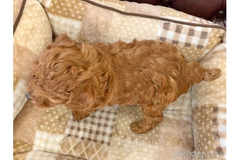 成約済の香川県のトイプードル-246103の4枚目