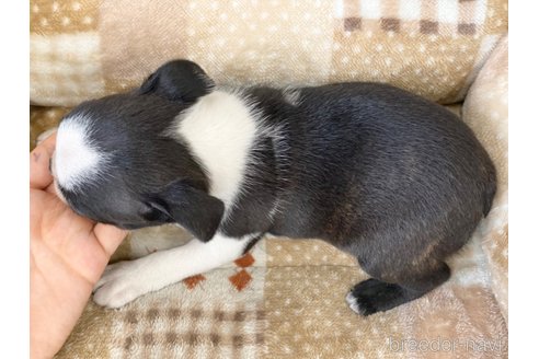 成約済の香川県のボストンテリア-244316の5枚目