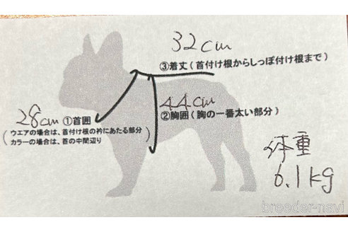 成約済の京都府のミックス犬-241778の2枚目