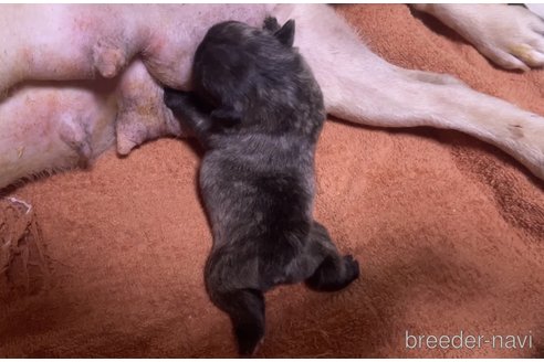 成約済の埼玉県のフレンチブルドッグ-248453の1枚目