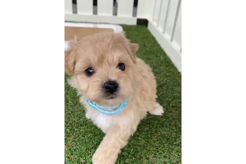 成約済の福岡県のマルプー:マルチーズ×トイプードル-246834の3枚目