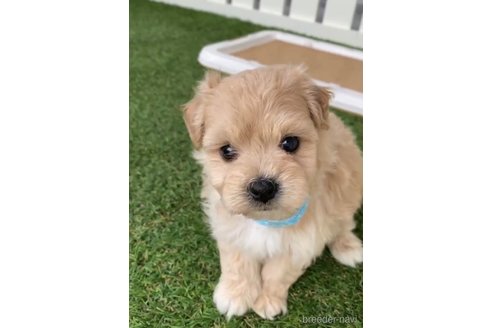 成約済の福岡県のマルプー:マルチーズ×トイプードル-246834の2枚目