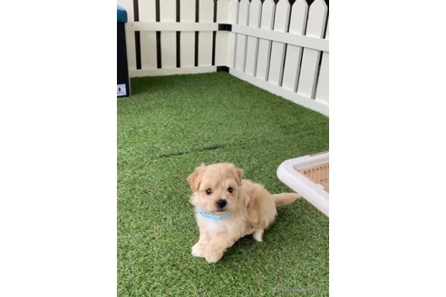 成約済の福岡県のマルプー:マルチーズ×トイプードル-246834の4枚目