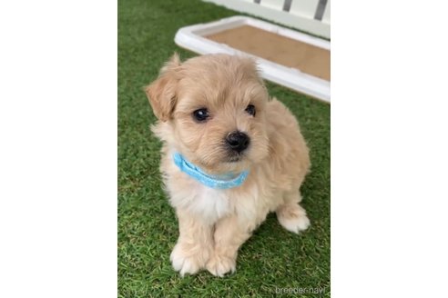 成約済の福岡県のマルプー:マルチーズ×トイプードル-246834