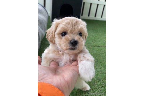 成約済の福岡県のマルプー:マルチーズ×トイプードル-246852の4枚目