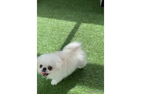 成約済の福岡県のペキニーズ-234382の10枚目