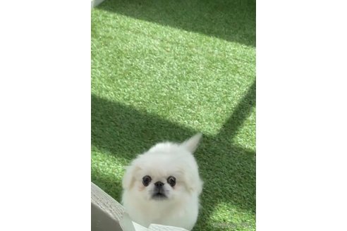 成約済の福岡県のペキニーズ-234382の11枚目