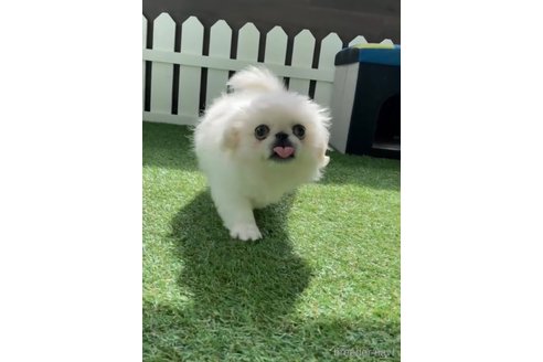 成約済の福岡県のペキニーズ-234382の12枚目