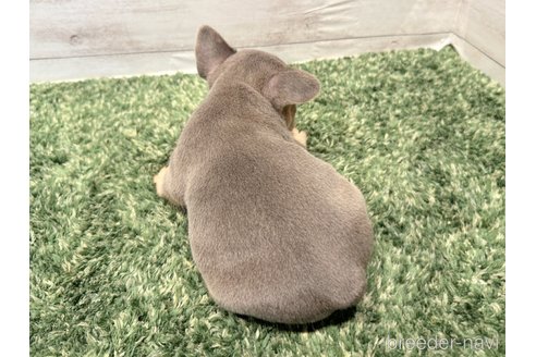成約済の愛知県のフレンチブルドッグ-248473の3枚目