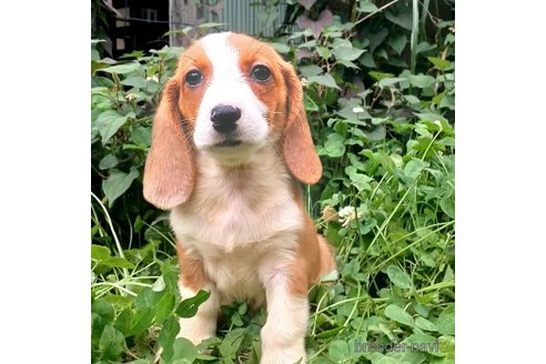 成約済の神奈川県のミックス犬-248478の4枚目