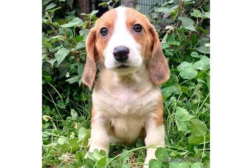 成約済の神奈川県のミックス犬-248479の5枚目