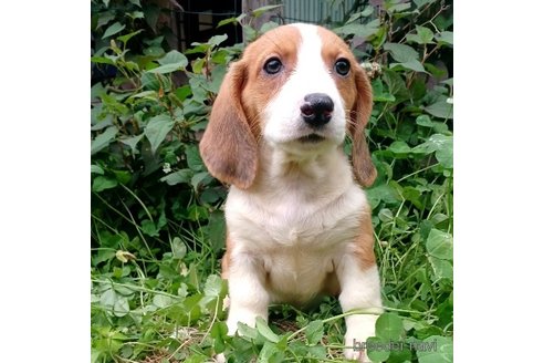 成約済の神奈川県のミックス犬-248479の4枚目