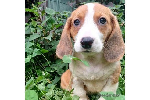 成約済の神奈川県のミックス犬-248479の3枚目