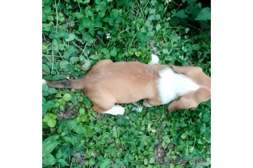 成約済の神奈川県のミックス犬-248479の2枚目