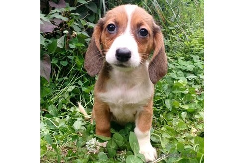 成約済の神奈川県のミックス犬-248480の1枚目