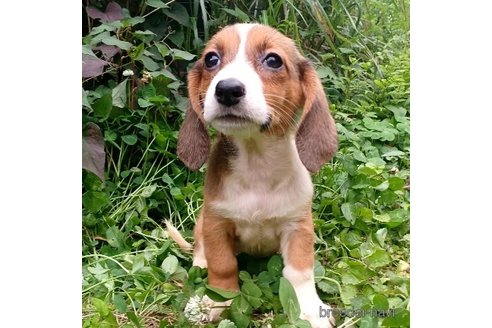 成約済の神奈川県のミックス犬-248480の5枚目