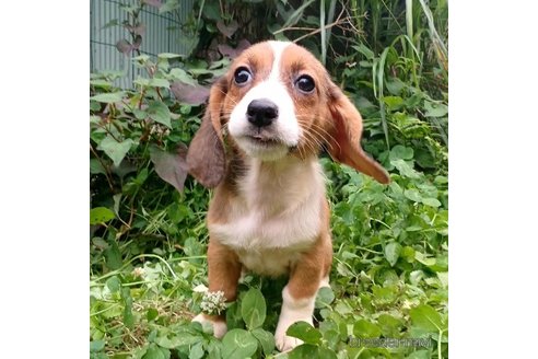 成約済の神奈川県のミックス犬-248480の4枚目