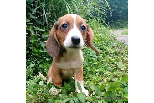 成約済の神奈川県のミックス犬-248480の3枚目
