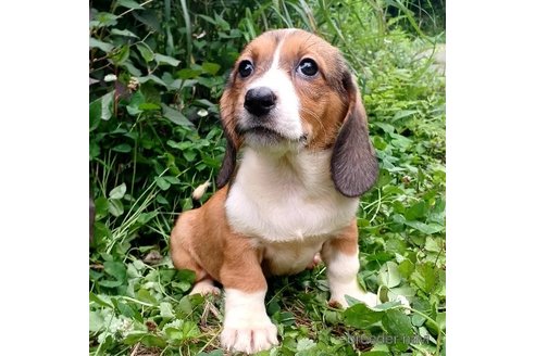 成約済の神奈川県のミックス犬-248481の7枚目