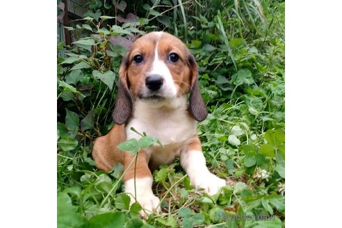 成約済の神奈川県のミックス犬-248481の5枚目