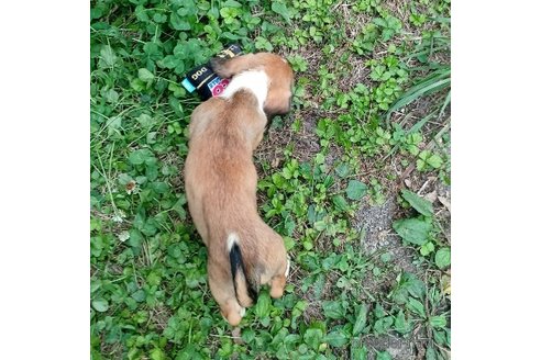 成約済の神奈川県のミックス犬-248481の4枚目
